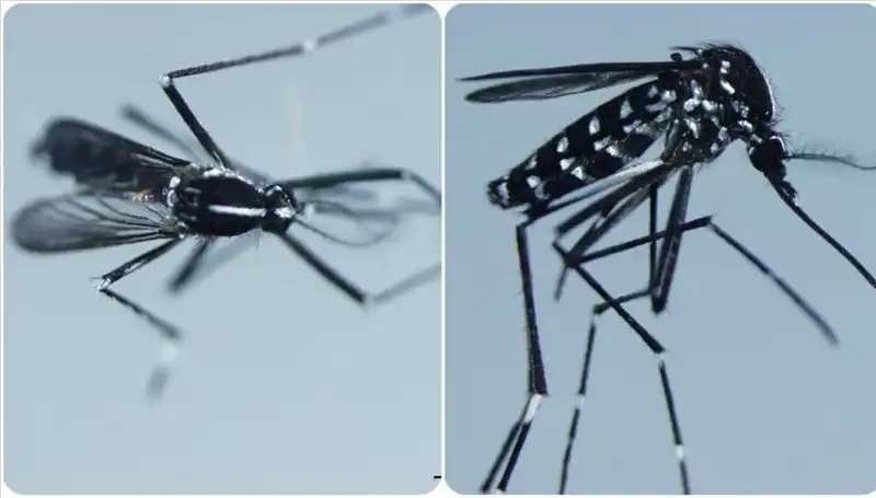 Chikungunya Virüsü: Nerelerde Görülüyor, Belirtileri ve Korunma Yöntemleri