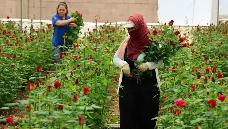 Anneler Günü'nde Gül Üreticilerinin Mesaisi: Serada Artık 5, İnternette 100 TL!
