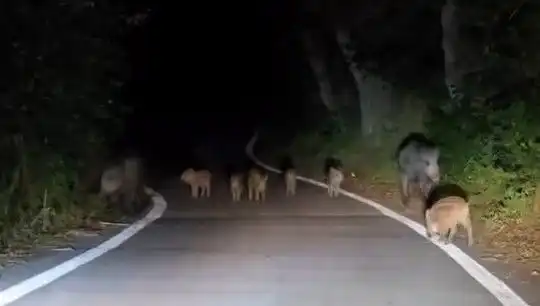 Elazığ’da Domuz Sürüsü Yola İnerek Trafiği Geriye Döndürdü!