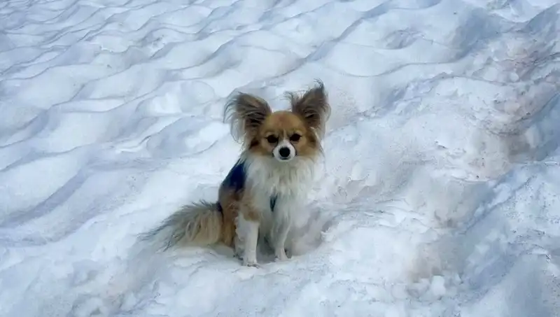 Köpek, Buzul Yarığındaki Sahibinin Hayatını Nasıl Kurtardı?
