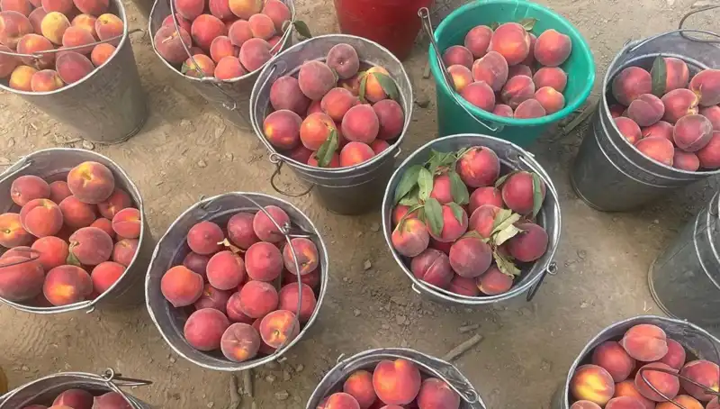 Hasat Dönemi Geldi! Çiftçiler 100 Lira Kilogram Fiyatıyla Sevinç Yaşıyor