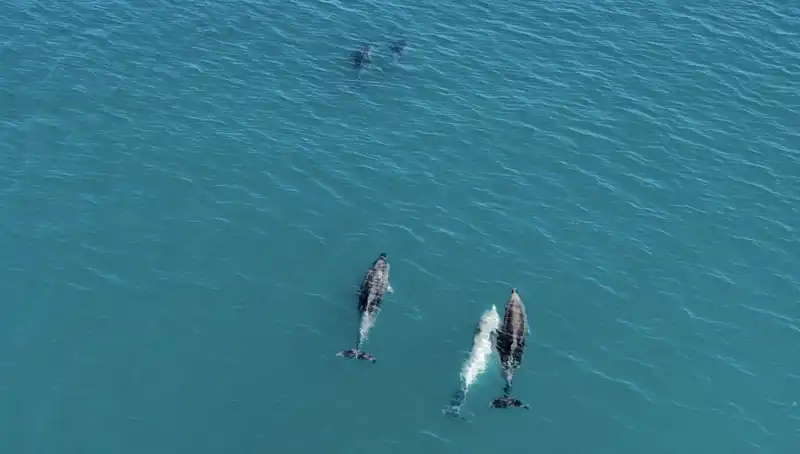 Karadeniz’in Derinliklerinde Dans Eden Yunuslar Drone ile Keşfedildi