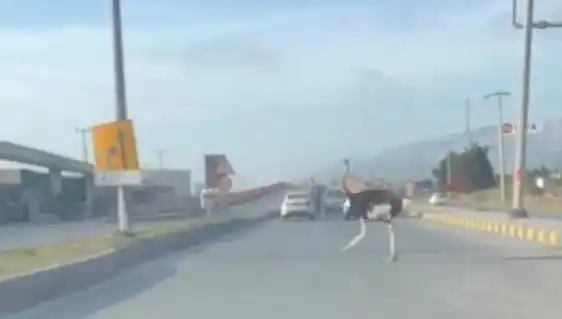Trafikte Deve Kuşu Görülmesi Sürücüleri Şaşkına Dönüştürdü!