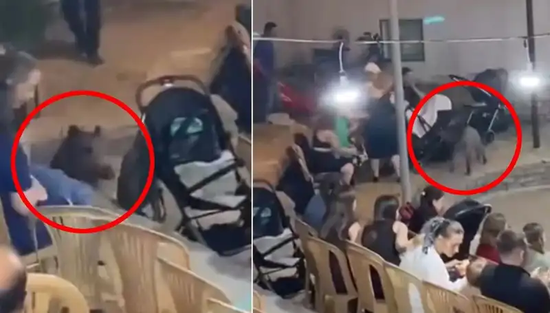 Yaban Domuzu Düğün Günü Kaos Yaratınca Gözler Şaşkınlıkla Açıldı