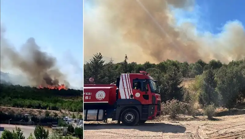 Gebze’de Orman Yangını: Doğa ve Hayvanlar Tehlikede!