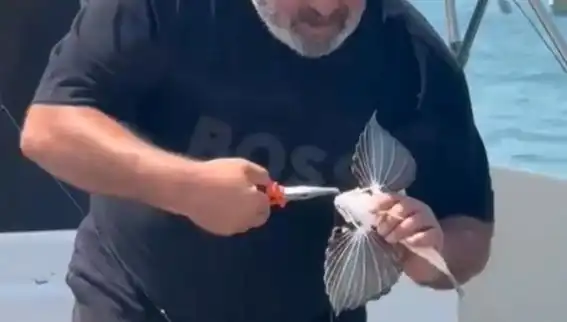 Saros'ta Nadir Kırlangıç Balığı Oltaya Takıldı: Balıkçılar Hayran Kaldı!