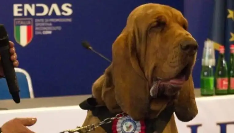 Arama Köpeğine Suikast: Çivili Sosisle Öldürülme Olayı Şok Ediyor