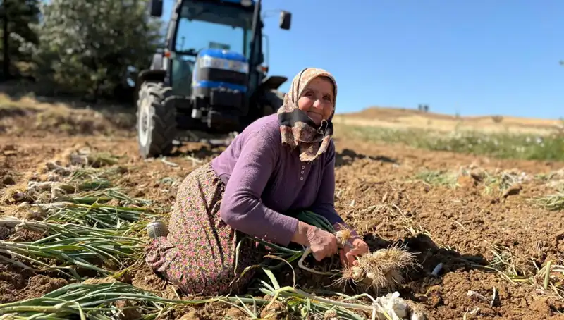 Selenyumun Şifasıyla 1200 Lira: Türkiye'nin Tarım Mucizesi