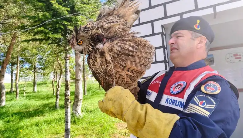 Dikenli Tellere Takılan Puhu Kuşu, Şimdi Güvende: Hayvanseverler Kurtardı