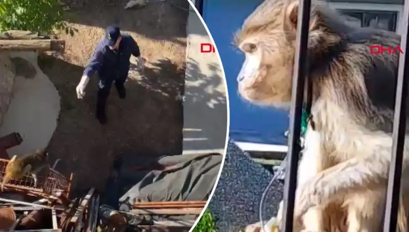 Muğla’da Maymun Kovalamacası: Mahalleli Eğlencenin İçinde!
