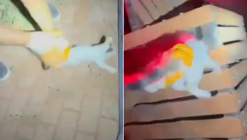 Gece Yarısı İtfaiye Ekipleri Kedi Kurtarma Operasyonuyla Göz Doldurdu