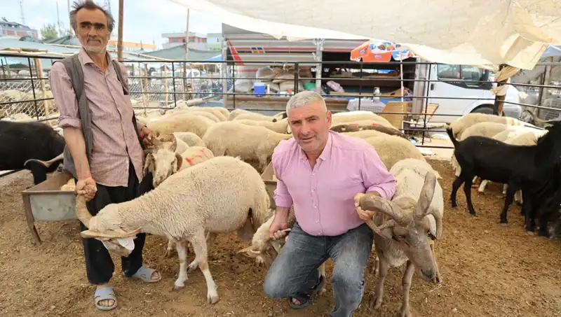 Kurban Pazarının Vazgeçilmezi: Dikkat Çeken 4 Boynuzlu Koçlar