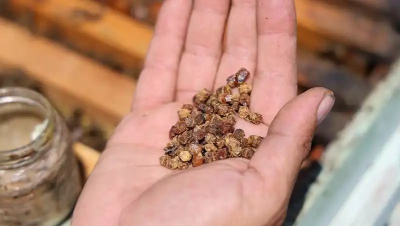 Artık Çöpe Değil Masaya: 3 Bin TL’den Satılan Protein Zengini Besin