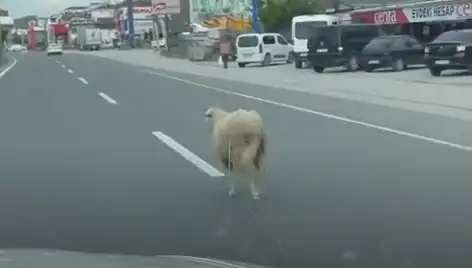 Yalova'da Kaçan Kurbanlıkların Trafiği Karıştırdığı O Anlar!