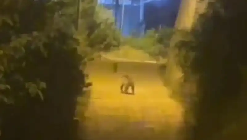 Gümüşhane'de Şehir Merkezine İnen Ayı Harekete Geçirdi