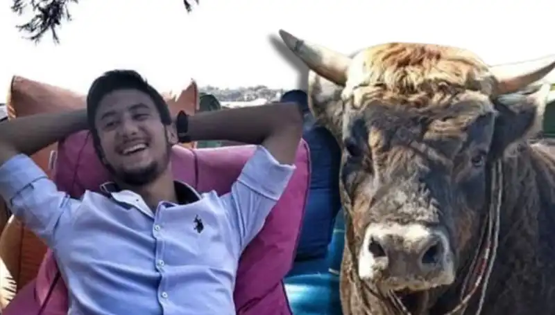 Aydın'da Korkunç Olay: Güreş Boğası, Sahibini Hayatından Etti!