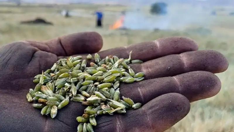 Firik Sezonu Başladı: Lezzetin Yeni Adı Sofralarımızda!